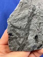 Carboniferous lepidodendron tw gebraucht kaufen  Saarbrücken