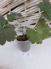 Pelargonie pelargon garages for sale  Shipping to Ireland