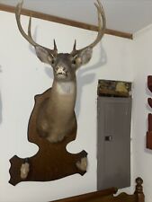 Whitetail deer head for sale  Scottsville