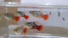 Calico platies tropical for sale  HARROW