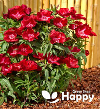 Godetia brilliant red for sale  Shipping to Ireland