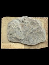 Trilobite fossil ogygia d'occasion  Expédié en Belgium