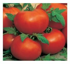 Tomato ailsa craig for sale  SALISBURY