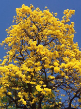 Semillas de Lapacho amarillo ( Tabebuia )- Guayacan - flores preciosas comprar usado  Enviando para Brazil