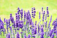 100+ LAVANDA Verdadeira Sementes Inglesas Lavanda vera Flores Perfumadas de Jardim comprar usado  Enviando para Brazil