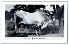 C1950 zebu bull for sale  Terre Haute