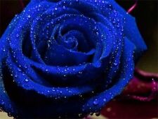 Blue rose flower for sale  Shipping to Ireland