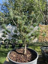 Japanese white pine for sale  Springfield