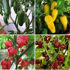 Pepper choose varieties for sale  BURTON-ON-TRENT