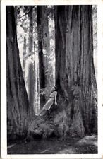 Postcard redwood empire for sale  Oconto