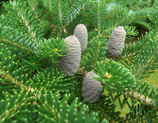 Zwerg koreatanne abies gebraucht kaufen  Tauberbischofsheim