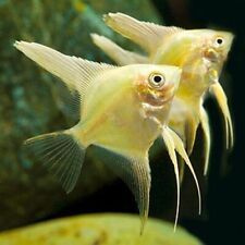 Pair gold angelfish for sale  BIRMINGHAM