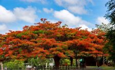 Seeds flame tree for sale  Shipping to Ireland