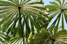 Musanga Cecropioides Corkwood Umbrella Tree 3 fresh seeds na sprzedaż  PL