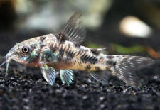 Pepper catfishes corydoras for sale  GLASGOW