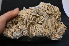 Morocco crested barite d'occasion  Expédié en Belgium