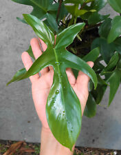 Florida green philodendron for sale  Saint Petersburg