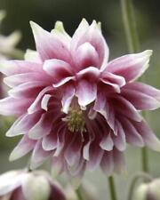 aquilegia for sale  HAILSHAM