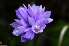 Wild blue hyacinth for sale  Massillon