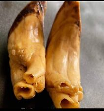 Pig tooth super for sale  Lansdale