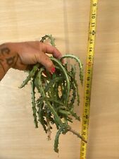 Euphorbia knuthii cuttings for sale  Oakland