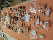 120 shells cypraea d'occasion  Expédié en Belgium