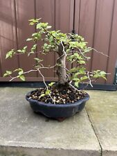 Korean hornbeam bonsai for sale  LONDON