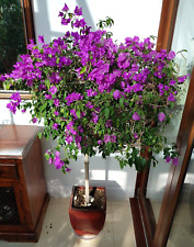 Tall bougainvillea glabra for sale  BARNET