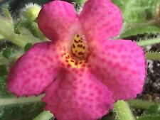 Pink Pokadot Episcia - African Violet Relative for sale  Shipping to South Africa