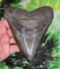 Megalodon Sharks Tooth 5 1/4" inch VERY NICE fossil sharks teeth tooth for sale  Shipping to South Africa