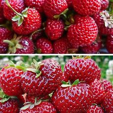 Używany, Rośliny truskawkowe Malina Truskawka, bardzo smaczne owoce, 10 roślin FRIGO na sprzedaż  PL