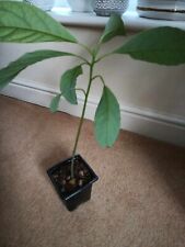 Avocado tree plant for sale  TUNBRIDGE WELLS