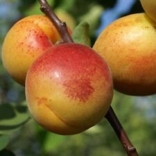 Aprikosenbaum mombacher frühe gebraucht kaufen  Detm.-Nienhagen,-Loßbruch
