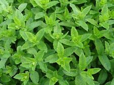 Moroccan mint mentha for sale  UK