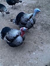 Mix turkey hatching for sale  Spring Grove