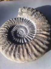 Großer ammonit zollernalbkrei gebraucht kaufen  Nusplingen