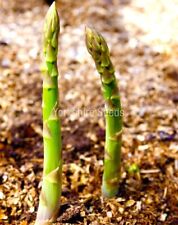 Asparagus connovers colossal for sale  DEWSBURY