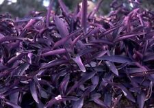 Cuttings purple heart for sale  Garden Grove