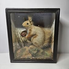 Victorian taxidermy red for sale  LINCOLN