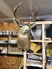 White tail deer for sale  Winlock