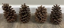 Large pine cones for sale  Ranburne