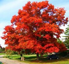 Northern red oak for sale  De Pere
