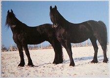 Pferde postkarte praesent gebraucht kaufen  Langen