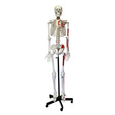Monmed medical skeleton for sale  Shipping to Ireland