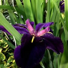 Iris lousiana purple for sale  UK