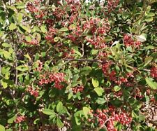 Late cotoneaster cotoneaster for sale  North Las Vegas