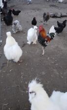 Silkie old english for sale  Porter