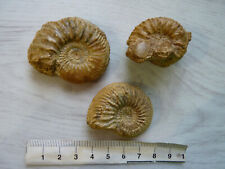 Fossiles ammonites cardiocéra d'occasion  Bazeilles
