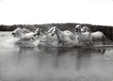 Camargue chevaux d'occasion  France