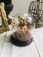 taxidermy dome for sale  WALSALL